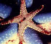 starfish.JPG (58895 bytes)